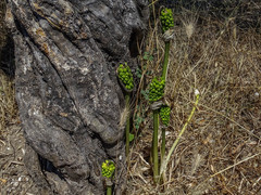 Arum dioscoridis