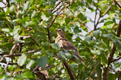 Sturnus vulgaris