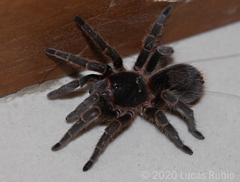 Homoeomma uruguayense