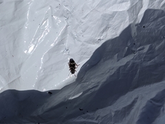 Thanasimus undatulus