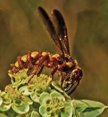Colpa octomaculata