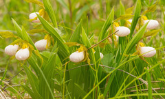 Cypripedium candidum