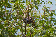 Sturnus vulgaris