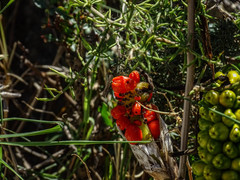 Arum dioscoridis