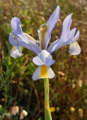 Iris xiphium