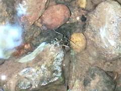 Plesiovelia