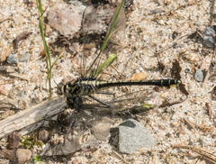 Gomphurus fraternus
