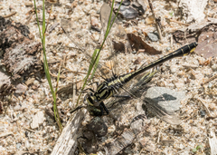 Gomphurus fraternus
