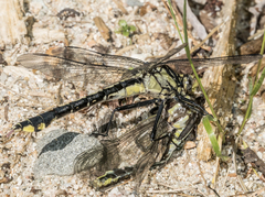 Gomphurus fraternus