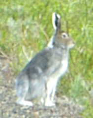 Lepus othus