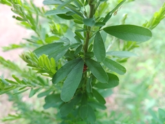 Pseudomops septentrionalis