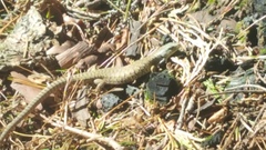 Elgaria coerulea palmeri