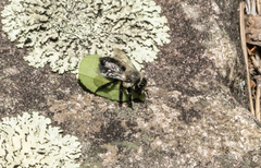 Megachile gemula