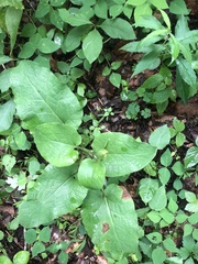 Cardiocrinum