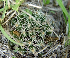 Mammillaria zephyranthoides