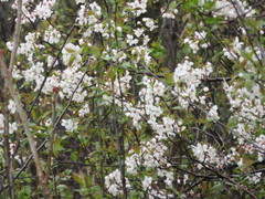 Prunus nigra