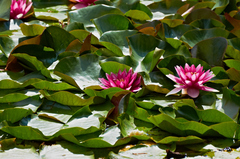 Nymphaea rubra