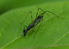 Rainieria