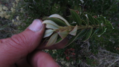 Bejaria