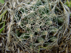 Mammillaria zephyranthoides