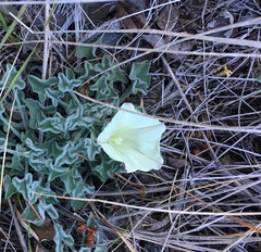 Calystegia collina oxyphylla