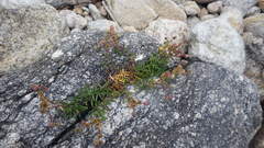Spergularia rupicola