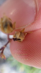Spergularia rupicola
