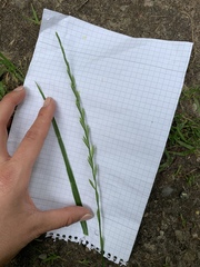 Lolium perenne perenne