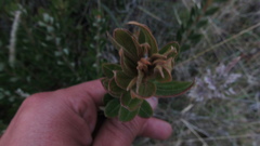 Bejaria