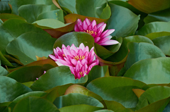Nymphaea rubra