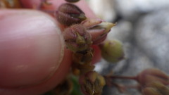 Spergularia rupicola