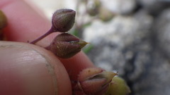 Spergularia rupicola