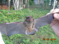 Eptesicus furinalis