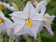 Solanum paniculatum