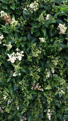 Ligustrum japonicum