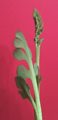 Botrychium simplex