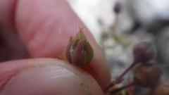Spergularia rupicola