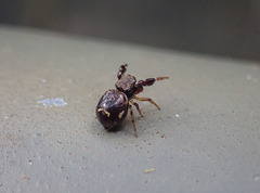 Harmochirus brachiatus