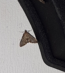 Pilocrocis ramentalis