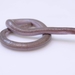 Mertens' Worm Lizard - Photo (c) Mariana Ferreira Piñeiro, some rights reserved (CC BY-NC), uploaded by Mariana Ferreira Piñeiro