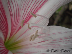 Hippeastrum reticulatum striatifolium