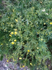 Potentilla chrysantha