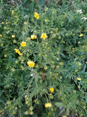 Potentilla chrysantha