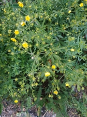 Potentilla chrysantha
