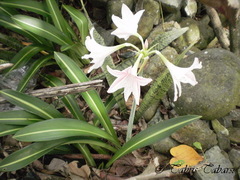 Hippeastrum reticulatum striatifolium