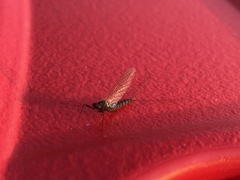 Leptophlebia