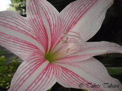 Hippeastrum reticulatum striatifolium