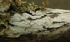 Ochrolechiaceae