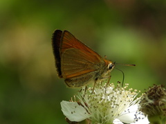 Thymelicus sylvestris
