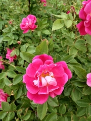 Rosa rehderiana